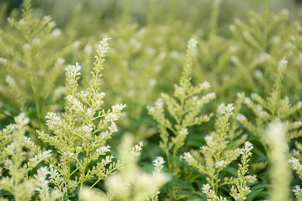 istock Ornamental grass - green nature background 481751778