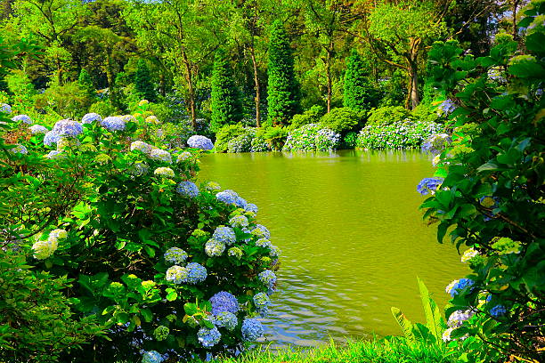 istock Lago Negro and Hydrangeas, Gramado, Rio Grande do Sul, Brazil 481754818