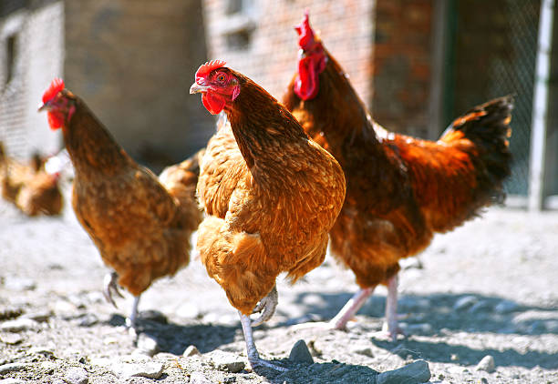 istock Chickens on traditional free range poultry farm 481755110
