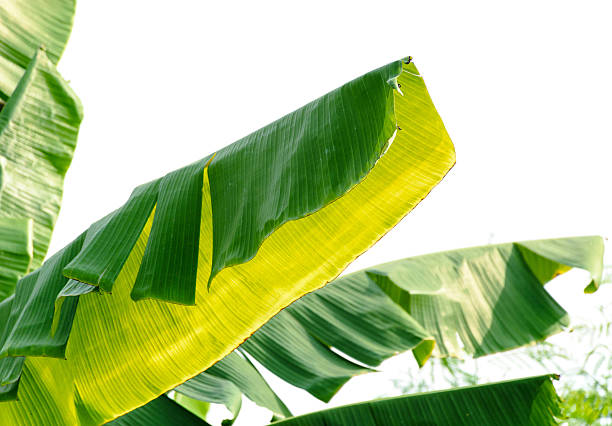 istock Tree of green bananas 481755506
