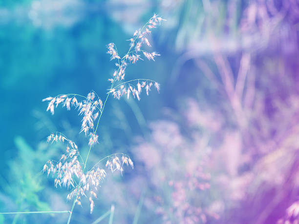istock Abstract Blurry Grass Flower colorful background. 481756740