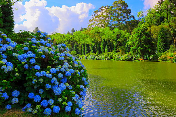istock Lago Negro and Hydrangeas, Gramado, Rio Grande do Sul, Brazil 481756978