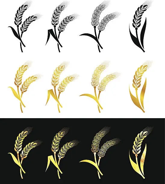 Vector illustration of Barley and Wheat Collection
