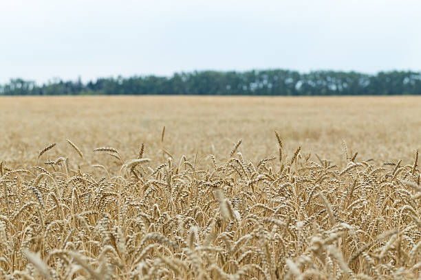 istock Wheat crop ripens in farmer's field. 481758298