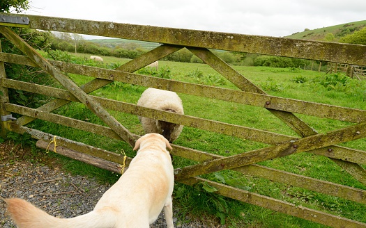 A dog and sheep greeting each other through a wooden gate in Devon, England