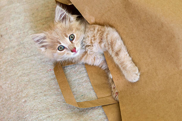 istock cat lying in a brown paper bag 481761070
