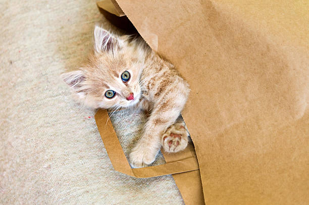 istock cat lying in a brown paper bag 481761086