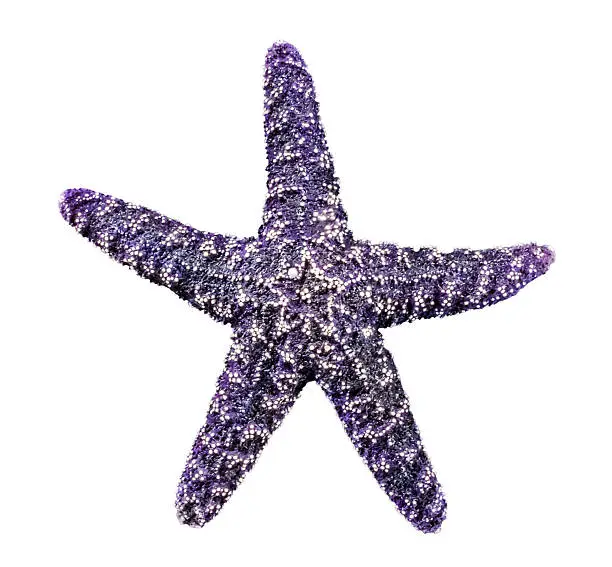 Photo of Starfish