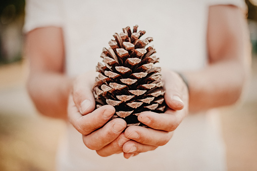 Man holding a pine cone from black pine