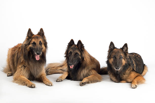 istock Three dogs, Belgian Shepherd Tervuren, lying isolated white studio background 481764536