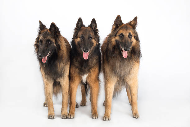 Three dogs, Belgian Shepherd Tervueren, standing, isolated on white studio background