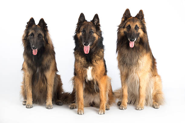 istock Three dogs, Belgian Shepherd Tervuren, isolated on white studio background 481764542