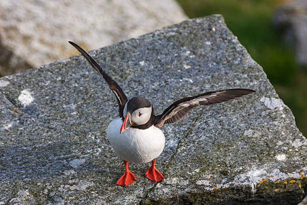 istock Puffin stretching on their wings 481765066