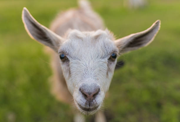istock Portrait of goat eating a grass on meadow 481767810