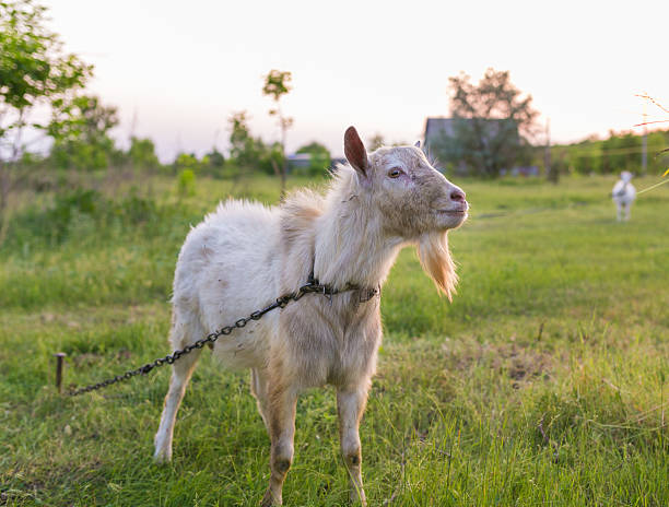 istock Portrait of goat eating a grass on meadow 481767834
