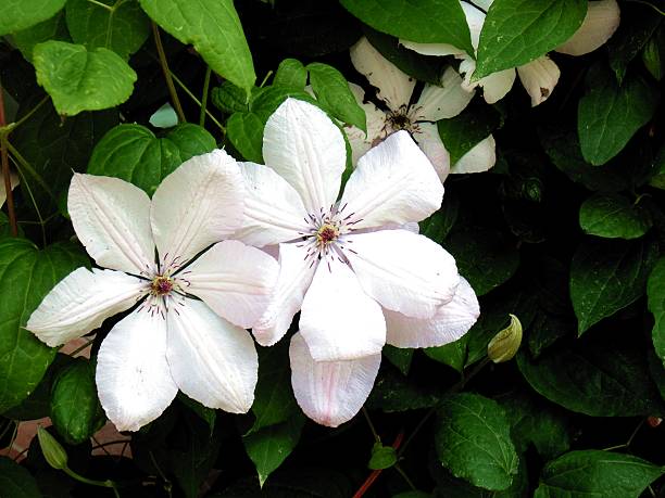istock White flowers against the green leaves 481768064