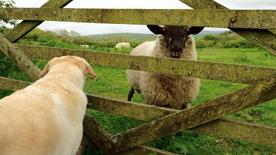 dog and sheep looking at each other