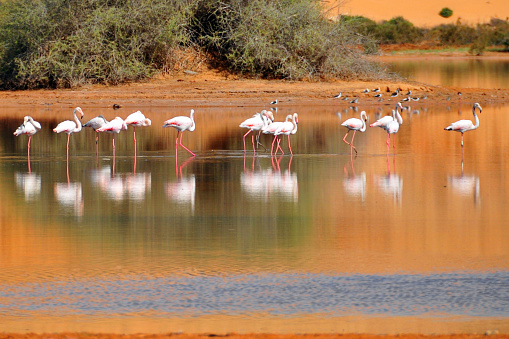 Flamingos reflected on the water of the Oued Saqui el-Hamra, outside Laâyoune, Western Sahara - photo by M.Torres