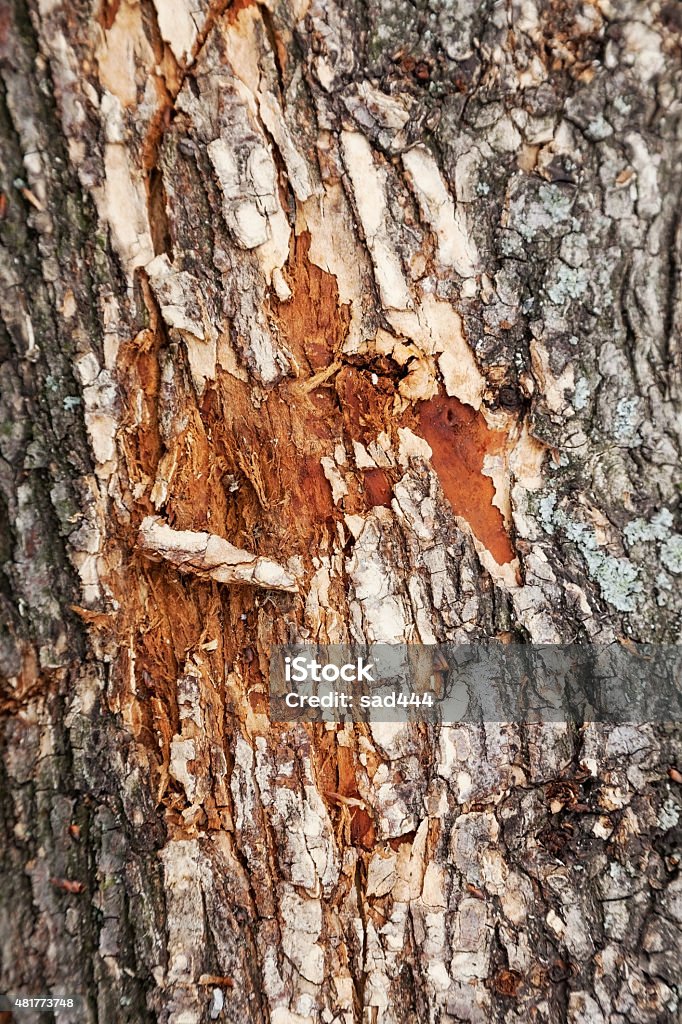 bark cracked tree bark pattern closeup 2015 Stock Photo