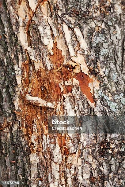 Bark Stock Photo - Download Image Now - 2015, Abstract, Aging Process