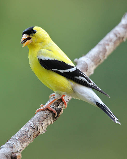 istock Goldfinch Eating Seeds 481773852