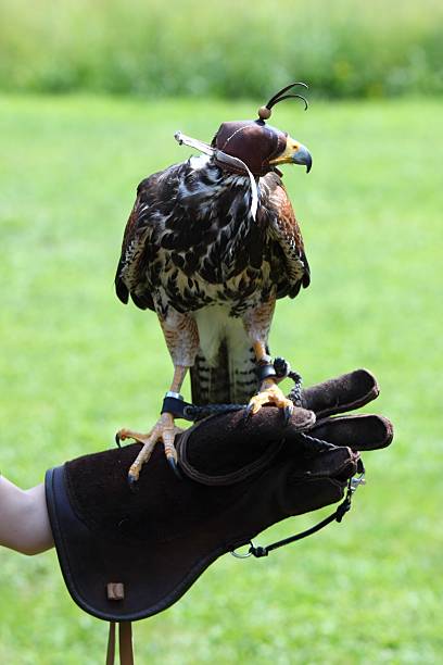 istock Harris Hawk, lat. Parabuteo unicintus, a child is holding it 481774032