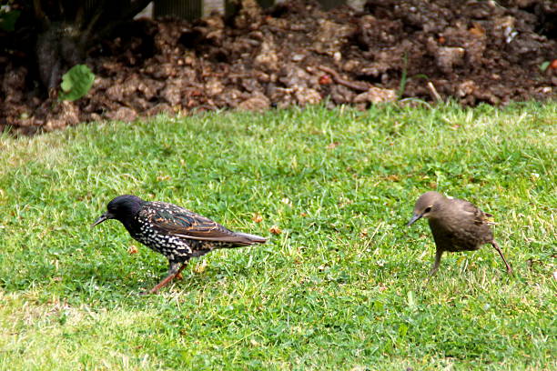 istock Starling parent and youngster foraging in garden 481774478