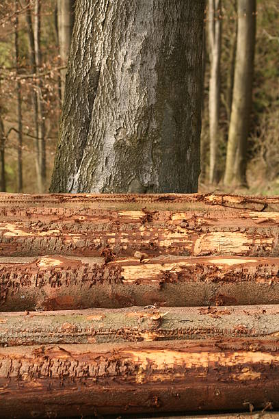 A stack of freshly felled spruce trees in front of an old beech