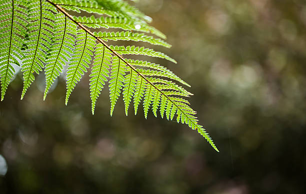 srebrną fern - fern new zealand macro frond zdjęcia i obrazy z banku zdjęć