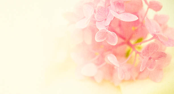 istock pink flowers in soft style on mulberry paper texture 481775038