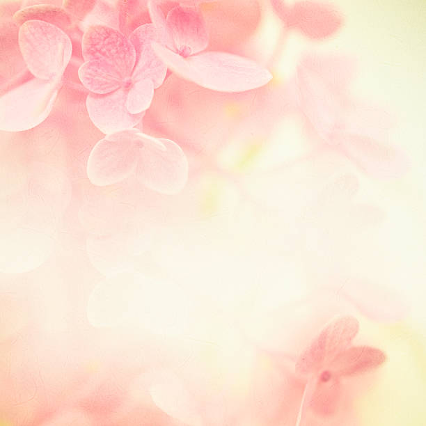 istock pink flowers in soft style on mulberry paper texture 481775130