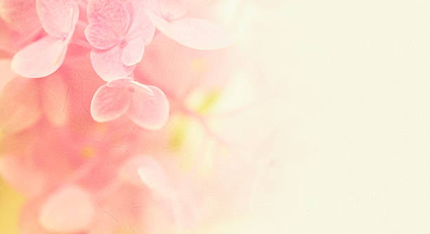 istock pink flowers in soft style on mulberry paper texture 481775186