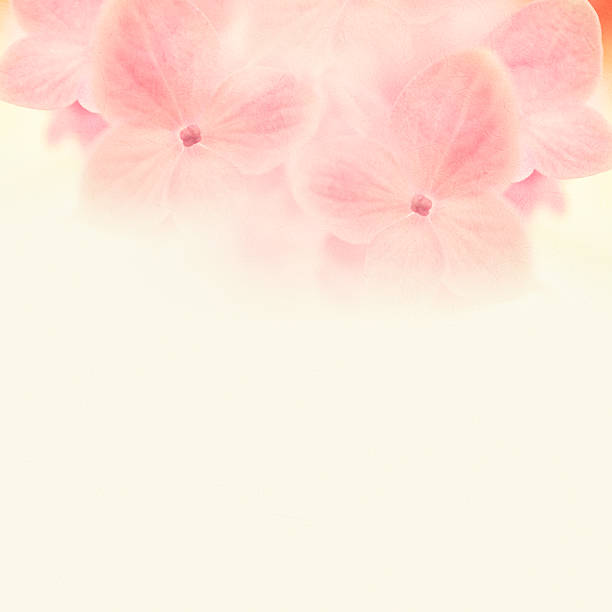 istock pink flowers in soft style on mulberry paper texture 481775200