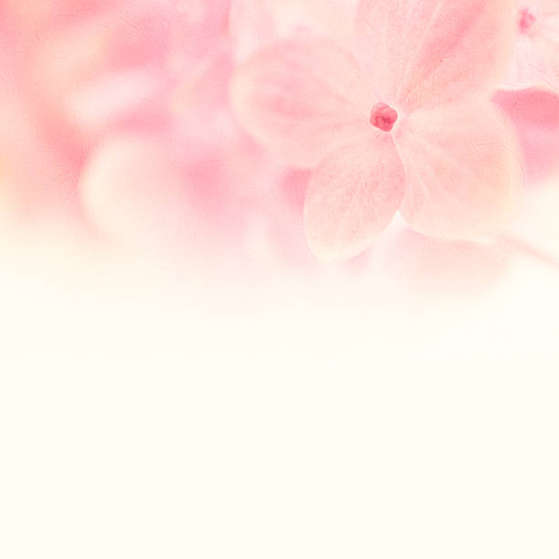 istock pink flowers in soft style on mulberry paper texture 481775204