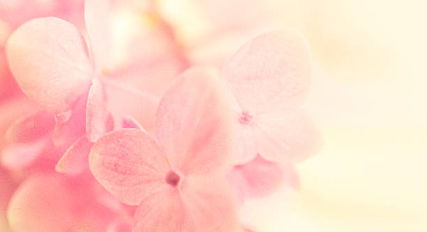 istock pink flowers in soft style on mulberry paper texture 481775208