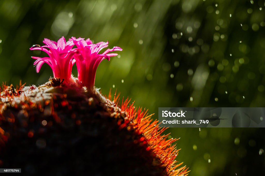 Cactus's flowers on blurred background of water sprey Cactus's flowers 2015 Stock Photo