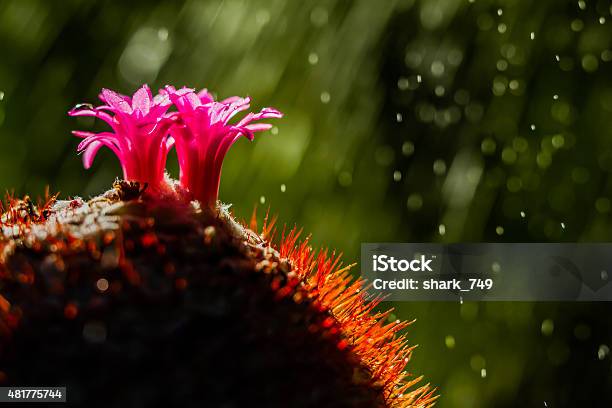 Cactuss Flowers On Blurred Background Of Water Sprey Stock Photo - Download Image Now