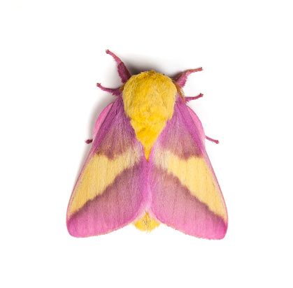 Rosy Maple Moth (Dryocampa rubicunda) on a white background