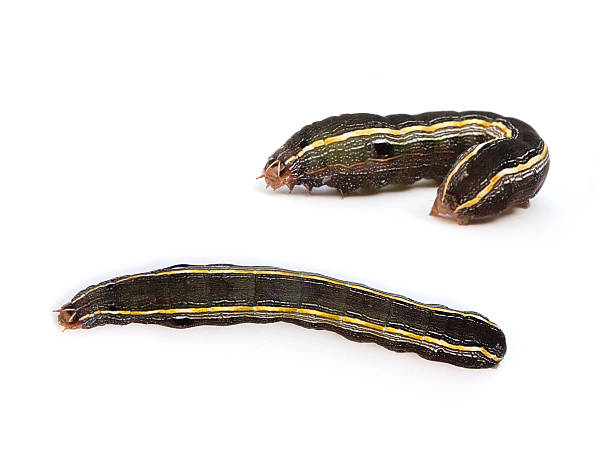 istock Yellowstriped Armyworm Caterpillar 481775836