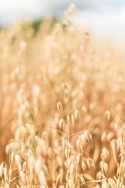 istock oat closeup with field in bacground 481776208