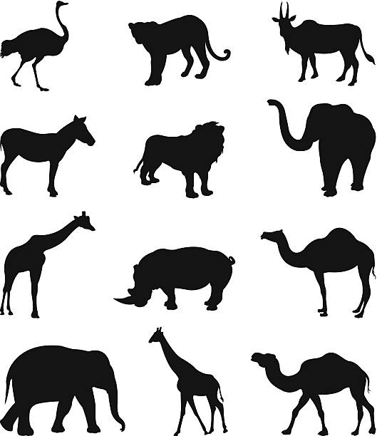 wild animals silhouette vector file of wild animals silhouette ostrich silhouette stock illustrations