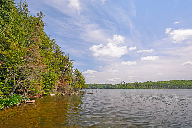 istock Sunny Day in the North Woods 481780696