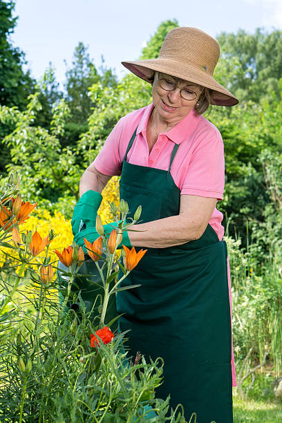 istock Middle-aged woman watering orange lilies. 481780870