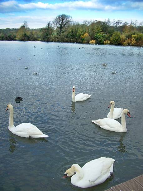 istock Swans at Cosmeston Lakes Country Park 481785394