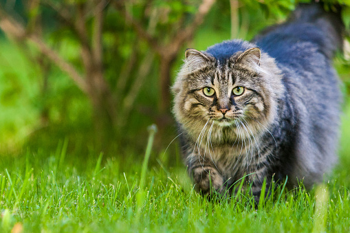 Maine Coon cat walking outside while hunting for a prey.