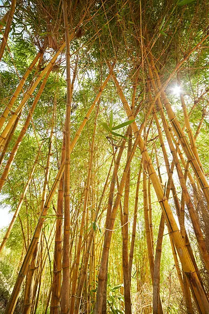 bamboo thickets in Vietnam