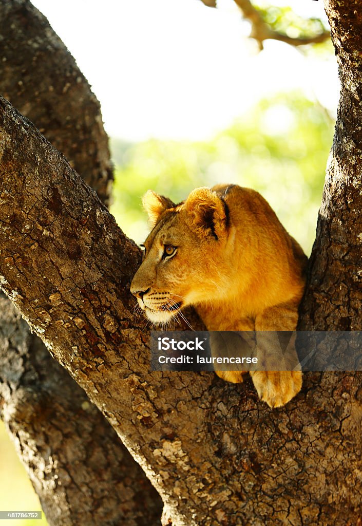 Female Lion Cub in Tree Female lion cub was photographed in a tree in rural Zimbabwe. 2015 Stock Photo