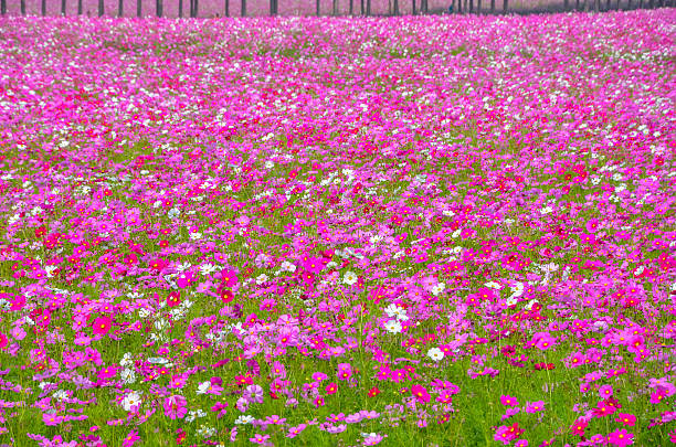 istock Cosmos colorful flower in the field 481787006