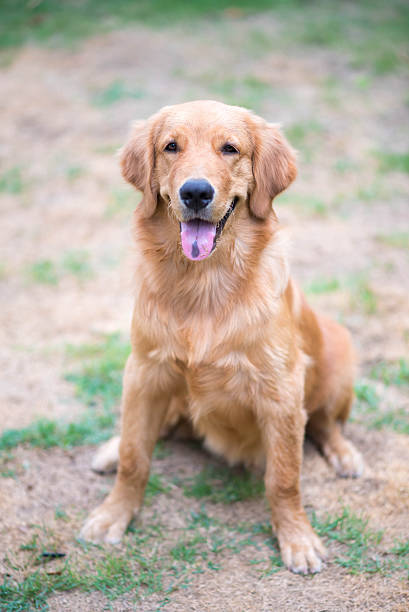 istock Golden Retriever 6 month old puppy 481789378