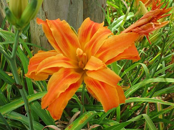 Orange Lily in Front of a Wooden Post stock photo